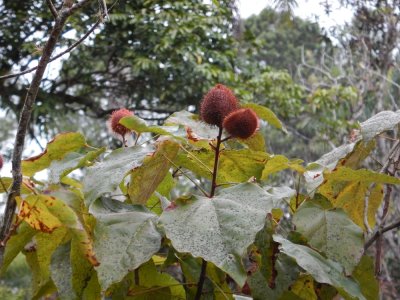 2015¸GBarrett_DSCN1920_Lipstick Plant.JPG