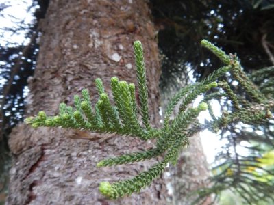 2015¸GBarrett_DSCN1959_Norfolk Pine.JPG