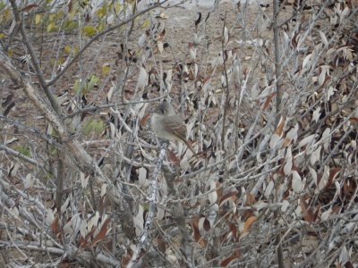 2015¸GBarrett_DSCN2053_Cuban Peewee.JPG