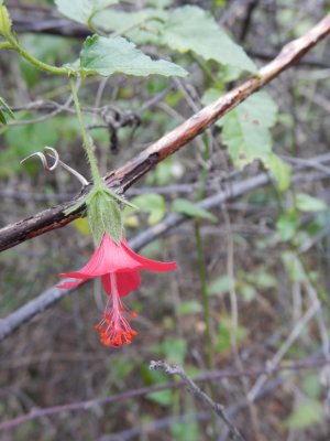 2015¸GBarrett_DSCN2067_Wild Hibiscus.JPG