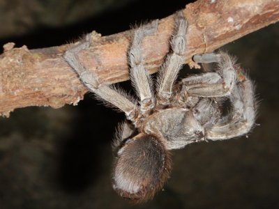 2015¸GBarrett_DSCN2100_tarantula.JPG
