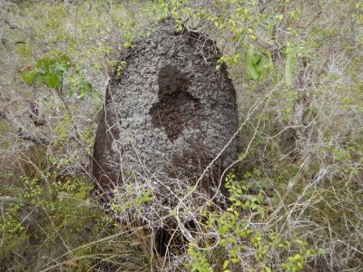 2015GBarrett_DSCN2110_termite nest.JPG