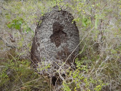 2015¸GBarrett_DSCN2110_termite nest.JPG