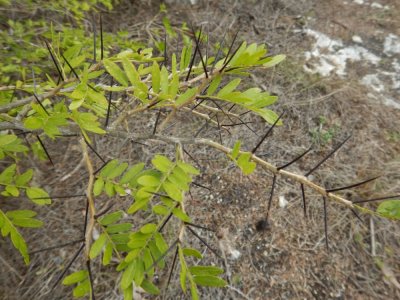 2015¸GBarrett_DSCN2117_Yamaquey Tree.JPG