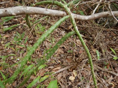 2015¸GBarrett_DSCN2131_Travelling Cactus.JPG