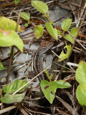 2015¸GBarrett_DSCN2150_Cuban Brown Anole_Norops sagrei.JPG