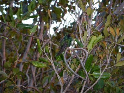 2015¸GBarrett_DSCN2152_Cuban Emerald.JPG
