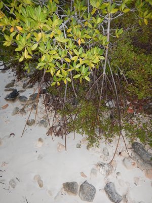 2015¸GBarrett_DSCN2161_Red Mangrove.JPG