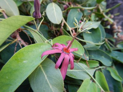2015¸GBarrett_DSCN2163_Passion flower vine.JPG