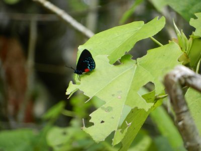 2015¸GBarrett_DSCN11272_Atala butterfly.JPG