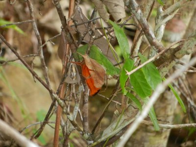 2015¸GBarrett_DSCN11275_Antillean Daggerwing.JPG
