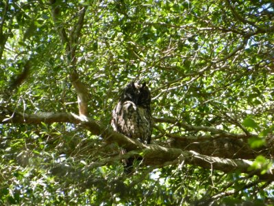 2015¸GBarrett_DSCN11298_Stygian Owl.JPG