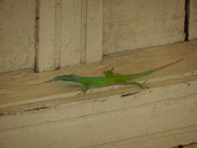 2015¸GBarrett_DSCN11321_Blue-headed Anole.JPG