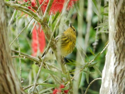 2015¸GBarrett_DSCN11339_Cape May Warbler_female.JPG