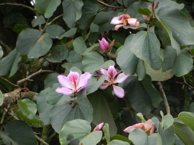 2015¸GBarrett_DSCN11344_Orchid Tree.JPG