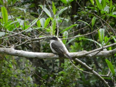 2015¸GBarrett_DSCN11353_Loggerhead Kingbird.JPG