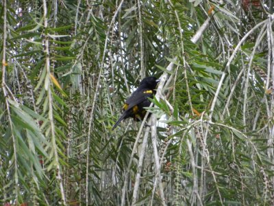 2015¸GBarrett_DSCN11373_Cuban Oriole.JPG