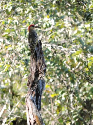 2016GBarrett__DSCN1183_West-Indian Woodpecker.JPG