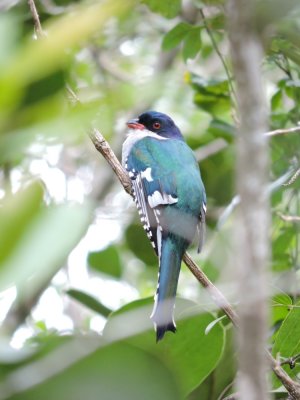 2016GBarrett__DSCN1336_Cuban Trogon.JPG