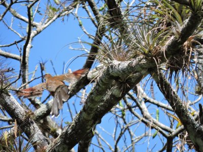 2016GBarrett__DSCN1030_flying Great Lizard-Cuckoo.JPG