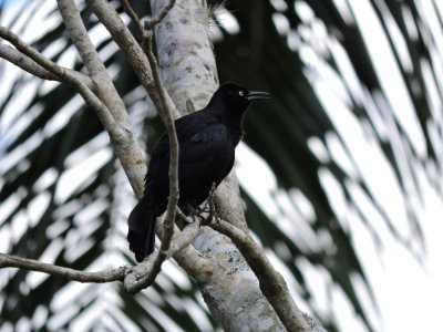 2016GBarrett__DSCN1060_Greater Antillean Grackle.JPG