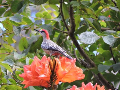 2016GBarrett__DSCN0577_West Indian Woodpecker.JPG