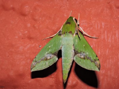 2016GBarrett__DSCN0704_sphinx moth.JPG