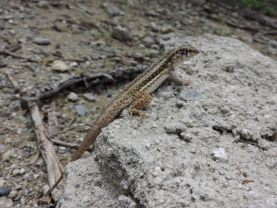 2016GBarrett__DSCN0779_lizard.JPG