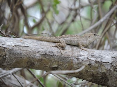 2016GBarrett__DSCN0814_Cuban Coast Anole.JPG