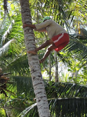 2016GBarrett__DSCN0369_harvesting coconuts.JPG