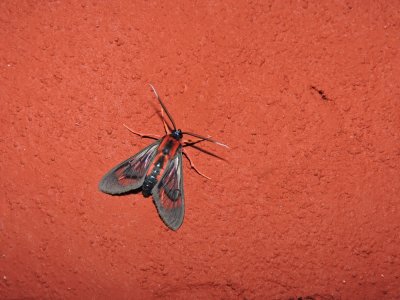 2016GBarrett__DSCN0484_clearwing moth.JPG