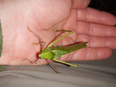 2016GBarrett__DSCN4171_katydid.JPG