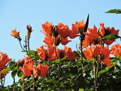 2016GBarrett__DSCN0036_African Tulip Tree.JPG