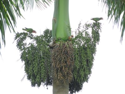 2016GBarrett__DSCN0134_Cuban Parrots in Royal Palm.JPG