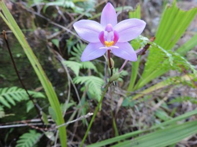 2016GBarrett__DSCN0251_orchid.JPG