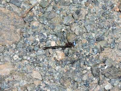 2016GBarrett__DSCN0260_dragonfly.JPG