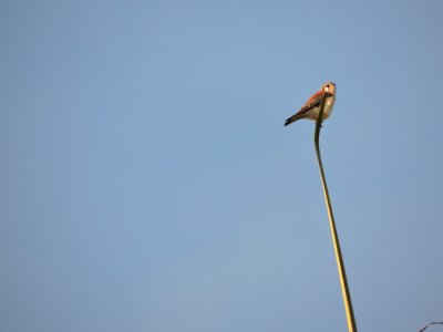 2016GBarrett__DSCN0312_American Kestrel.JPG