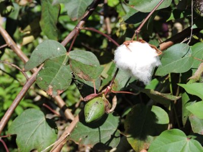 2016GBarrett__DSCN0325_Wild Cotton.JPG