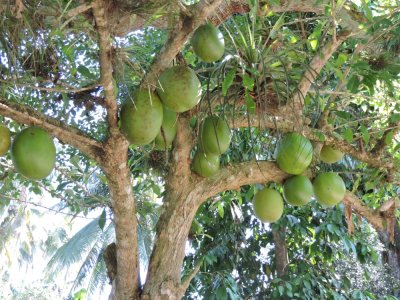 2016GBarrett__DSCN0332_Calabash Tree.JPG