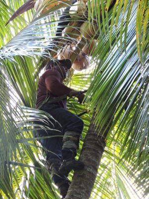 2016GBarrett__DSCN0333_harvesting coconuts.JPG