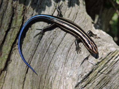 20160513_142103_DSCN1455_Five- Lined Skink.JPG