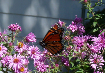 P1060087a.jpg