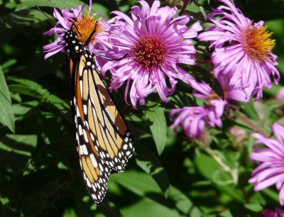 Asters and Monarchs