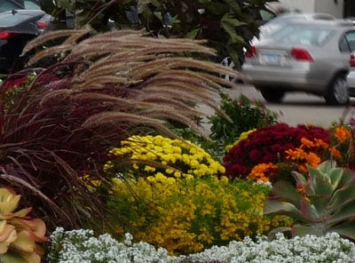 fall flowers in a stiff wind