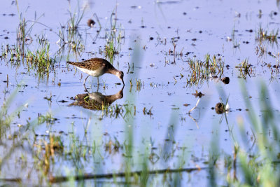 Becadell com (Gallinago gallinago)