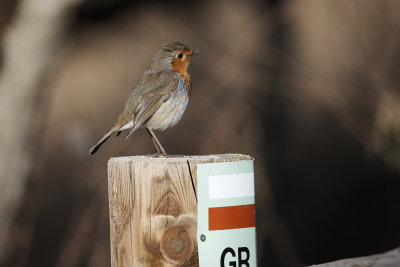 Pit-roig (erithacus rubecula)