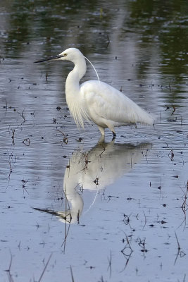 Martinet blanc (egretta garzetta)