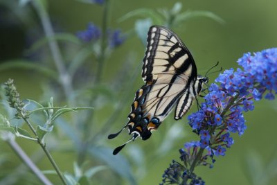 Tiger Swallowtail