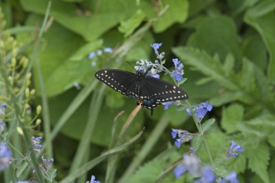 Eastern Black Swallowtail