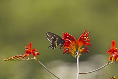Eastern Black Swallowtail